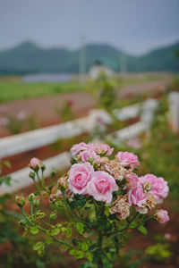 Close-up of pink rose bouquet
