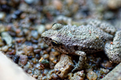 Close-up of lizard