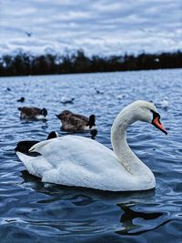 View of swans swimming in lake
