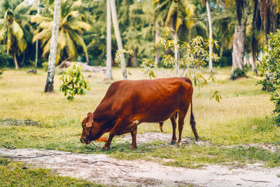 Full length of bull grazing against trees