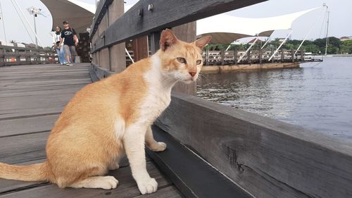 View of a cat looking away