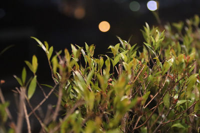 Close-up of plants growing on field