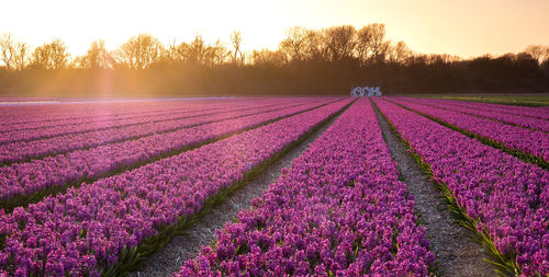 Pink flowering plants on field against sky during sunset