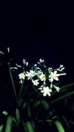Close-up of white flowers