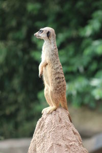 Meerkat on rock