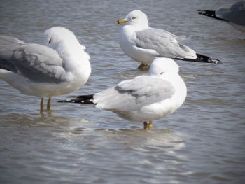 Seagulls on a lake