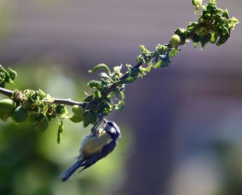 Close-up of a bird on branch