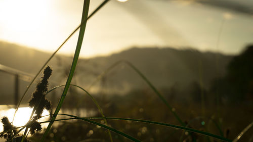 Close-up of grass on field against sky during sunset