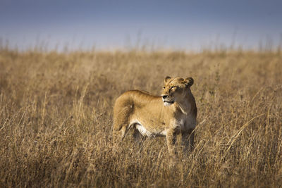 View of a cat on field