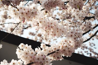 Bunch of pink flowers on tree