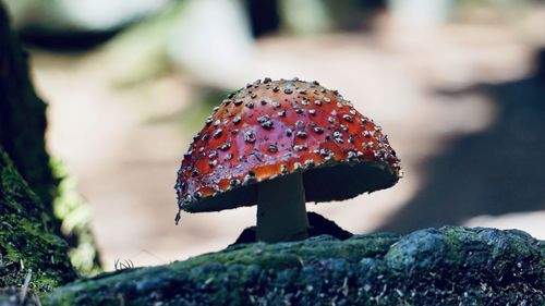 Close-up of fly agaric mushroom