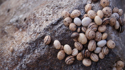 Madeira land snails clustered together on cactus plants to avoid sun heat textured nature background