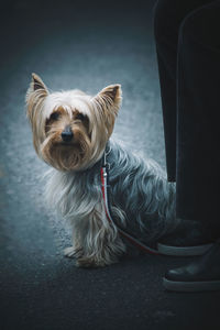 Close-up of dog sitting