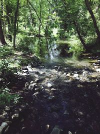 Scenic view of river in forest