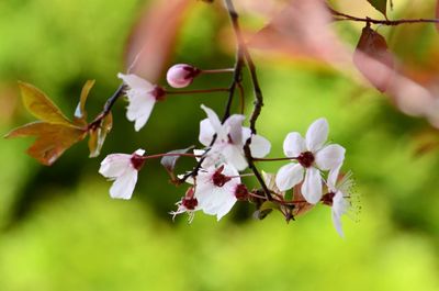 Close-up of cherry blossoms on branch