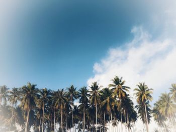 Low angle view of coconut palm trees against sky