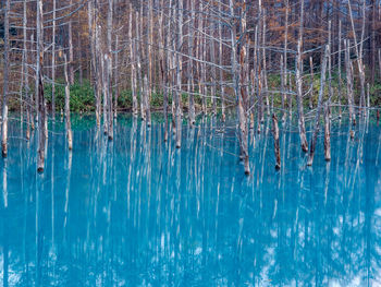 Reflection of trees in swimming pool