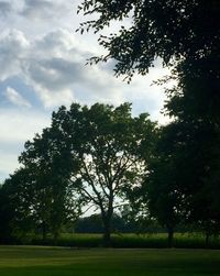 Trees on grassy field