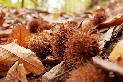 Close-up of dried autumn leaves on field