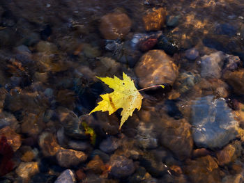 Close-up of maple leaf on water