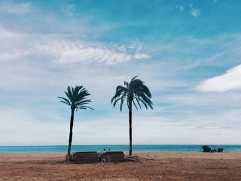 Palm trees on beach against sky