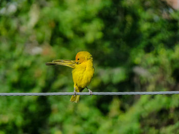 Bird perching on a branch