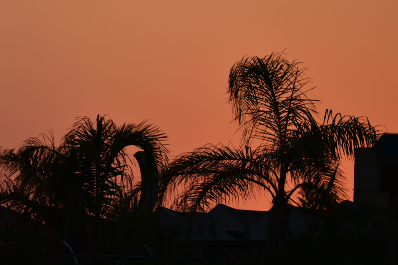 sunset, silhouette, sky, dusk, evening, plant, tree, nature, palm tree, no people, architecture, tropical climate, beauty in nature, orange color, savanna, outdoors, horizon, scenics - nature, building exterior, afterglow, built structure, travel destinations, landscape, tranquility, growth