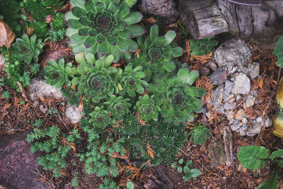 High angle view of succulent plant on field