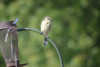 Great tit perching on bird feeder