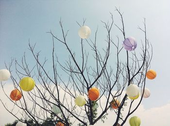 Low angle view of flowers against sky