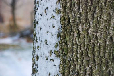 Close-up of tree trunk