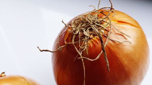 Close-up of onion against white background
