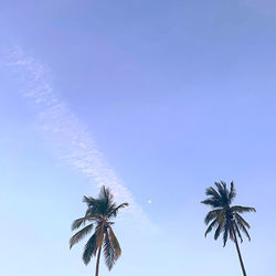 Low angle view of coconut palm tree against clear blue sky