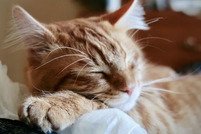 Orange kitten sleeping