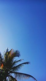 Low angle view of palm trees against clear blue sky