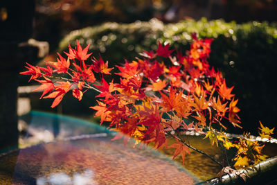 Close-up of autumnal leaves on tree during autumn