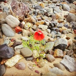 Close-up of pebbles on pebbles
