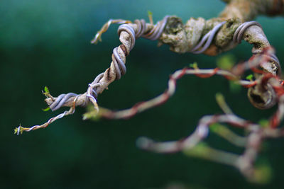 Close-up of flowering plant against blurred background