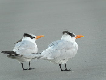 Close-up of terns at beach