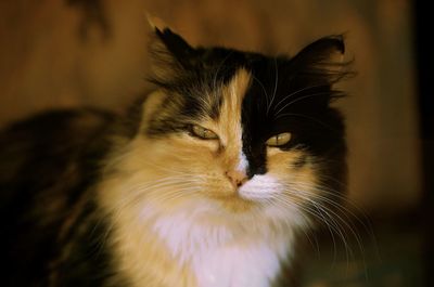 Close-up portrait of cat