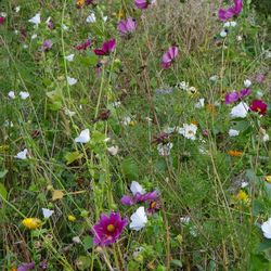 Close-up of flowers blooming in field