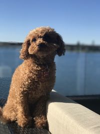 Close-up of dog by water against sky