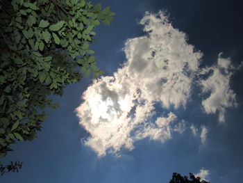 Low angle view of trees against blue sky