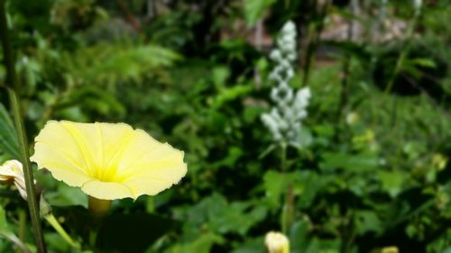 Close-up of yellow flower