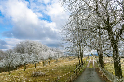 Bare trees on landscape against sky