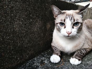 Close-up portrait of tabby cat