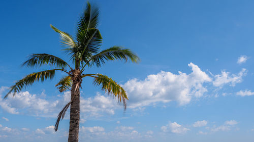 Low angle view of coconut palm tree against blue sky