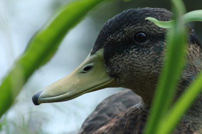 Close-up of a bird