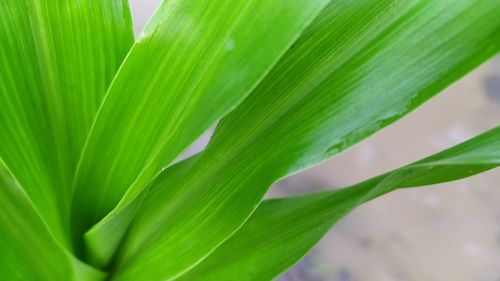 Close-up of green leaves