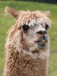 Close-up portrait of a horse on field